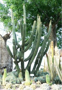 Cactus 7            